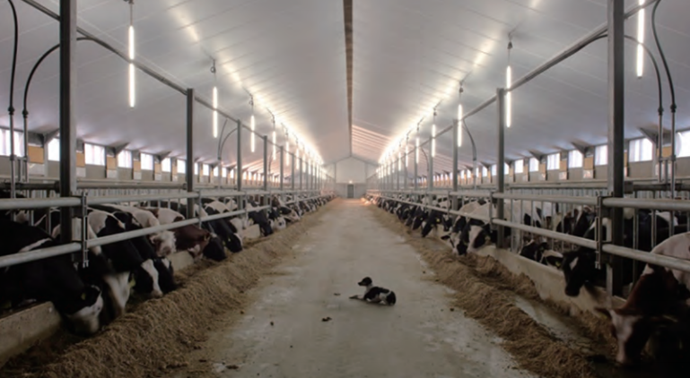 Gestion de l'éclairage des vaches : éclairage des étables